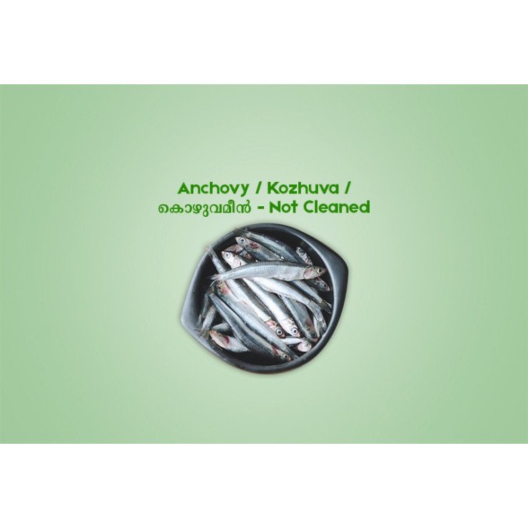 Anchovy /  Kozhuva  /  കൊഴുവമീൻ (500gm) - Not Cleaned